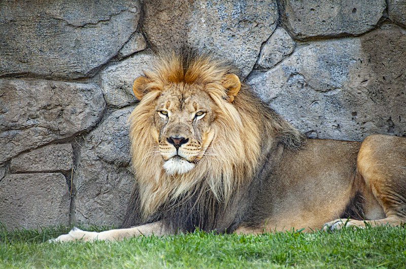 Wild Kingdom Train Zoo
